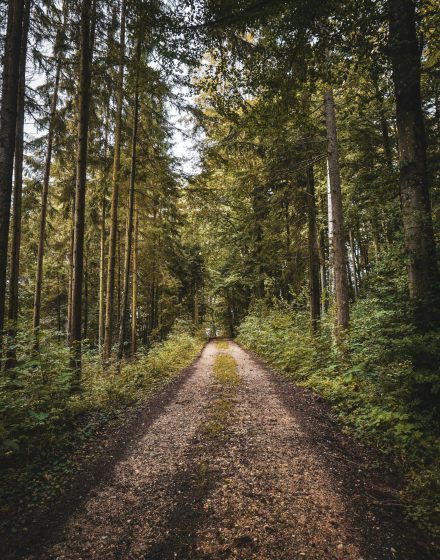 Chemin de terre brun entre arbres